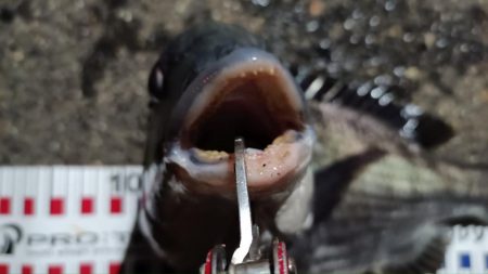 2024/03/27 大阪ヘチ釣り釣行