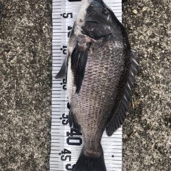 イチノ兄弟！釣果。