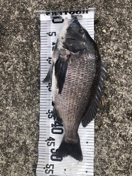 イチノ兄弟！釣果。