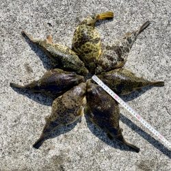 初めての森一　カレイの花