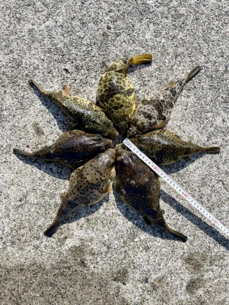 初めての森一　カレイの花