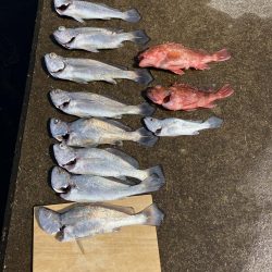 泉州丸さんでクログチ