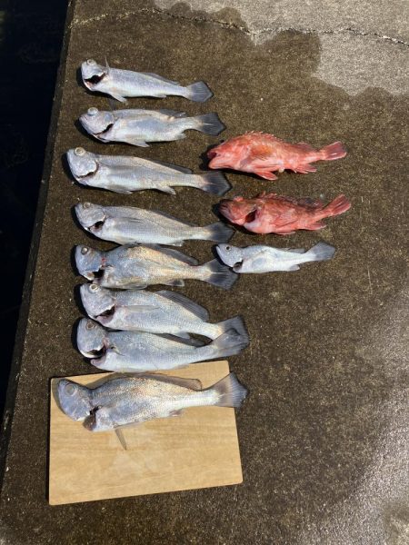 泉州丸さんでクログチ