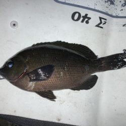 寒グレとカサゴとメバル