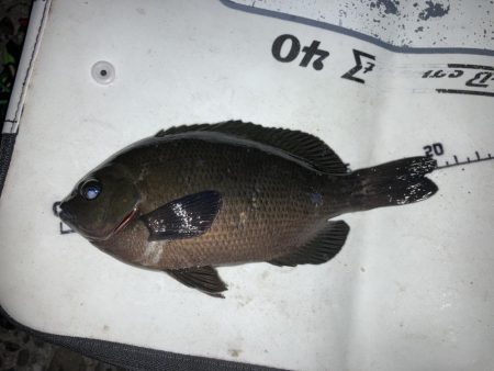 寒グレとカサゴとメバル