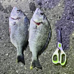 チニングの季節になってきました