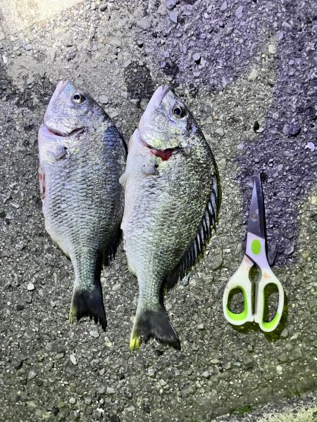 チニングの季節になってきました