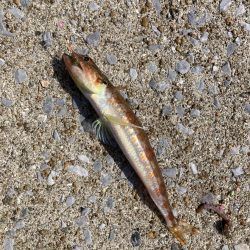 オルタナティブな釣り