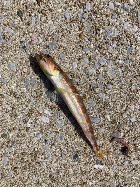 オルタナティブな釣り