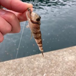 シロギス狙いのポイントチェック