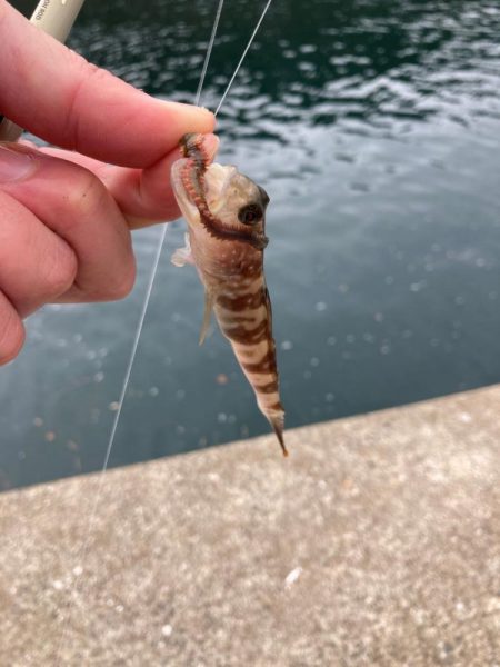 シロギス狙いのポイントチェック