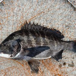 エビ撒きで久々のハネちゃん