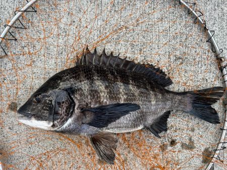 エビ撒きで久々のハネちゃん