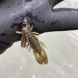 夕方からチニング