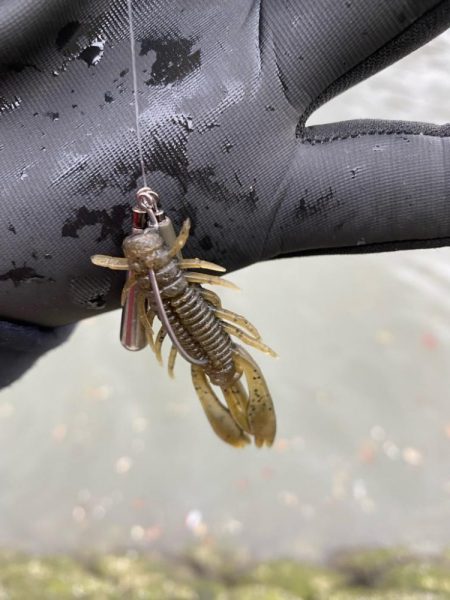 夕方からチニング