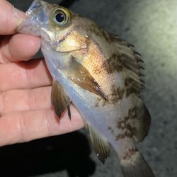 寒波の戻り。渋いメバル