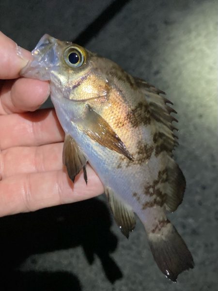 寒波の戻り。渋いメバル