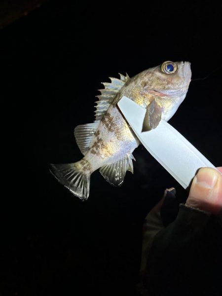 強風ライトゲーム