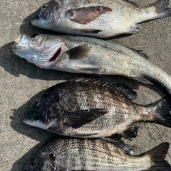 久しぶりのセイゴ！チヌも好調です