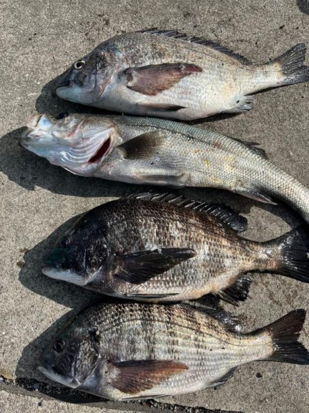 久しぶりのセイゴ！チヌも好調です