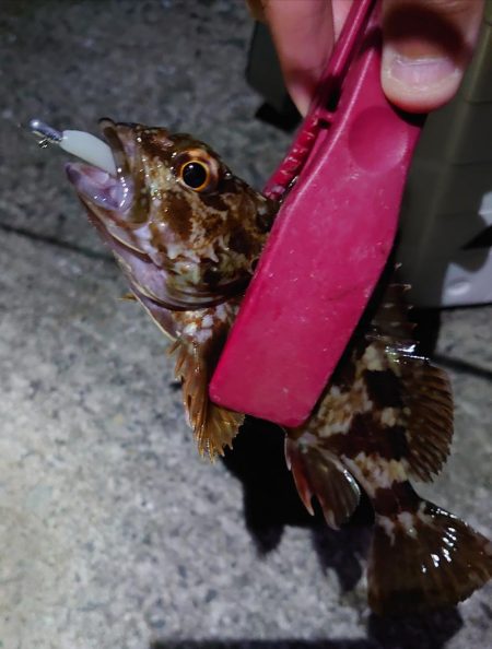 灘浜メバリング