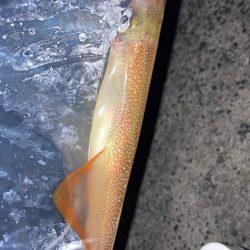 ヤリイカ釣り