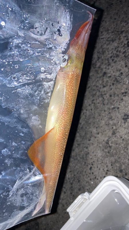 ヤリイカ釣り