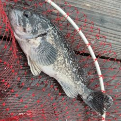 Wつ抜けならず!