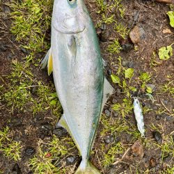 久しぶりの釣果