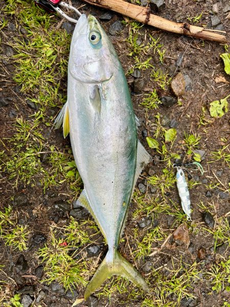 久しぶりの釣果