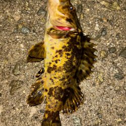 メバル14&タケノコ②