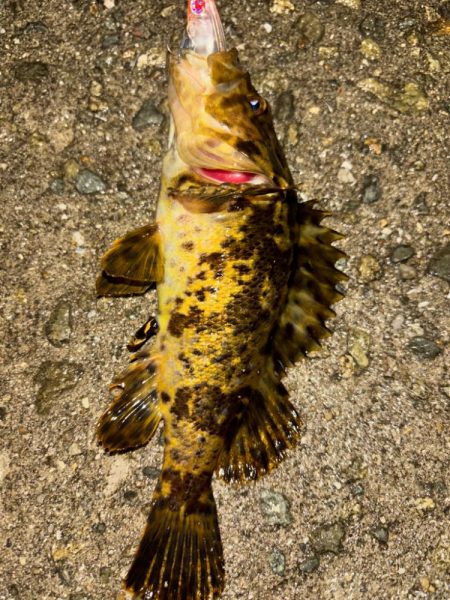 メバル14&タケノコ②