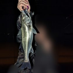 ボートシーバスふ