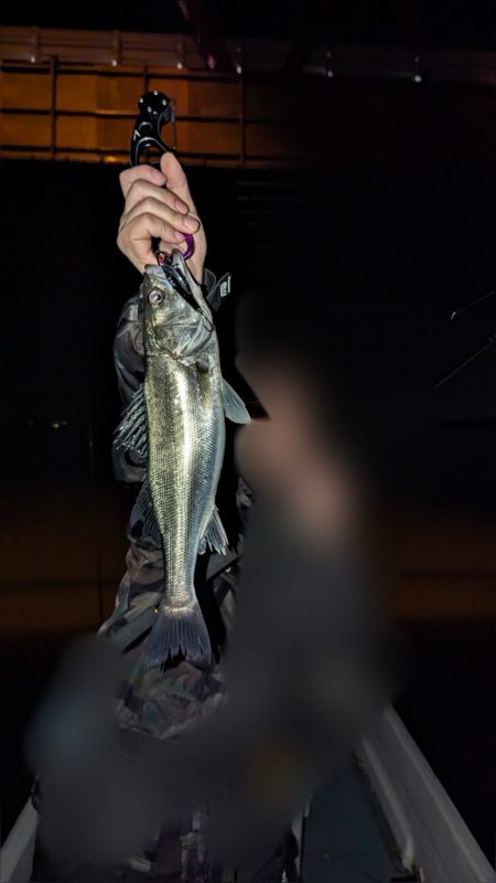 ボートシーバスふ