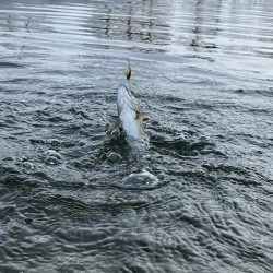3月なのに今期1番寒い日釣行