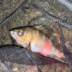 メバリング好調!