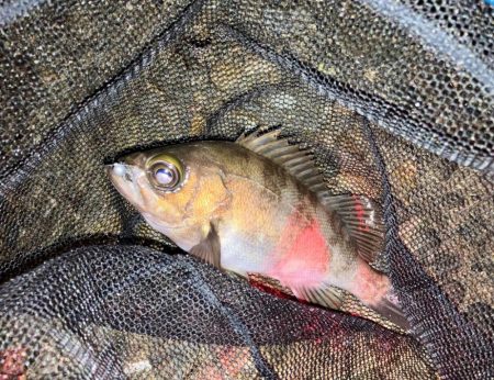 メバリング好調!