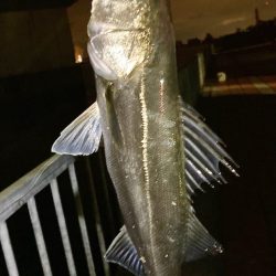 アジング&メバリング