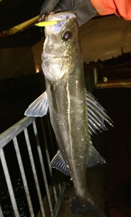 アジング&メバリング