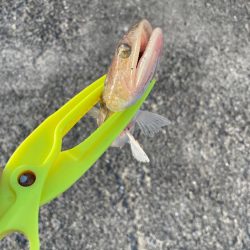 バラしたあいつはきっとサ◯シだ!と思いたい