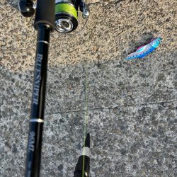 バースデイ シーバス