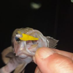 しごおわメバリング