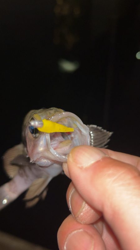 しごおわメバリング