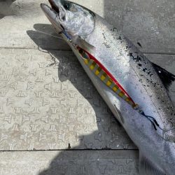 サクラマス無事開花