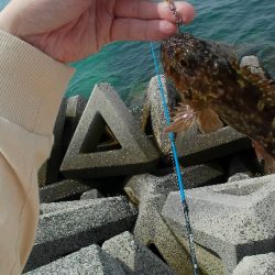 ブラクリムラソイ！