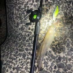 いいサイズのヤリイカ