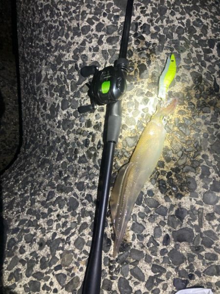 いいサイズのヤリイカ