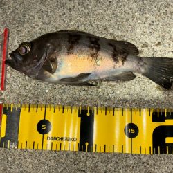 メバル13&ガッシー