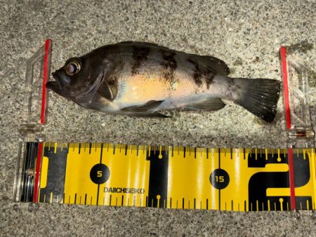 メバル13&ガッシー