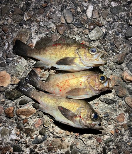 メバルは流れが大事